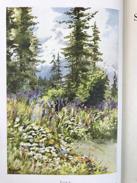 含彩色藏书票！1912年 亚高山植物图鉴 33页彩色插图 漆布精装32开 商品图3