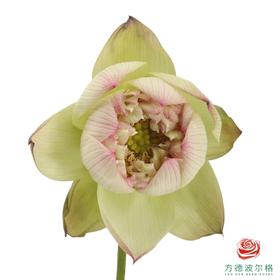 荷花-云雾仙子 5支一扎