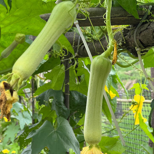 湖南邵阳 生态种植蔬菜 蔬菜包【 红菜苔，白菜苔，西蓝花、白花菜，胡萝卜等】 商品图2