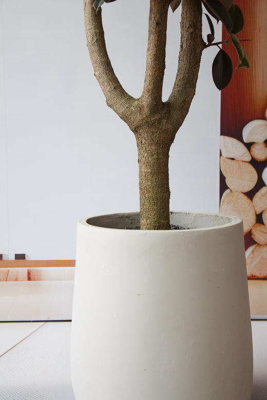 黑金刚 商品图1