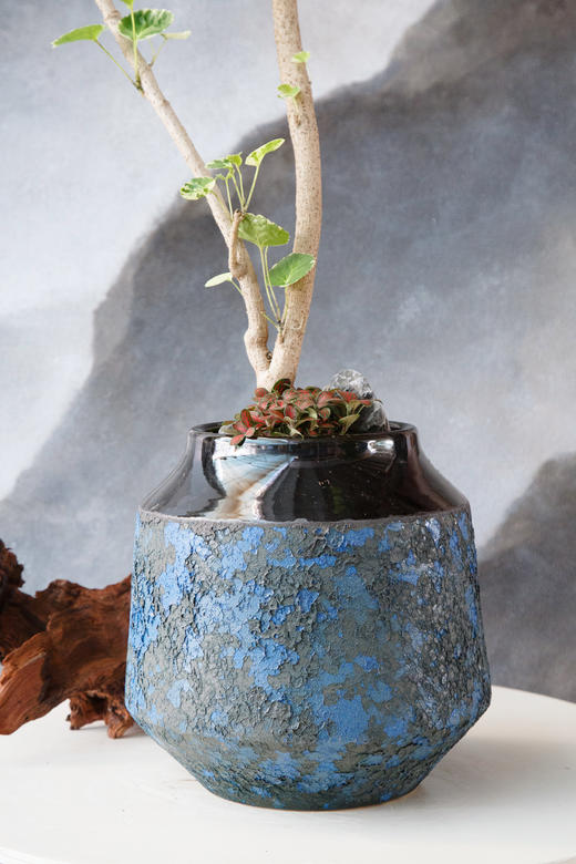 花叶福禄桐 商品图1