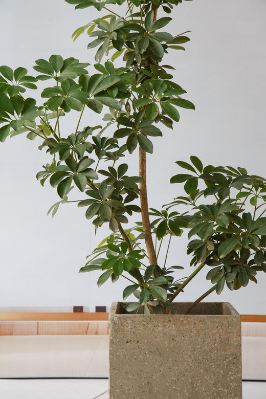 鸭脚木 商品图1