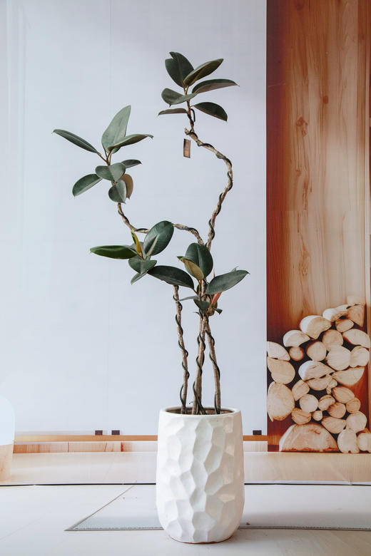 黑金刚 商品图0