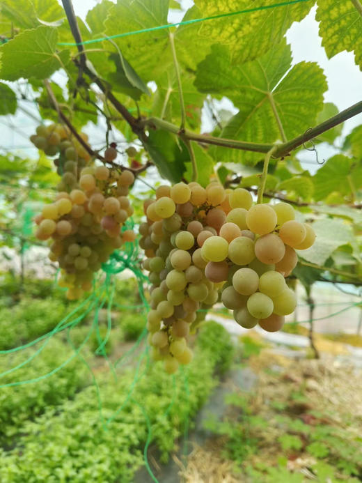 京郊农场小园子种的，无籽露葡萄，玫瑰香葡萄，纯有机肥种植，产量低，市面上没有，颗粒小，甜度高！2斤/份（双拼） 商品图3
