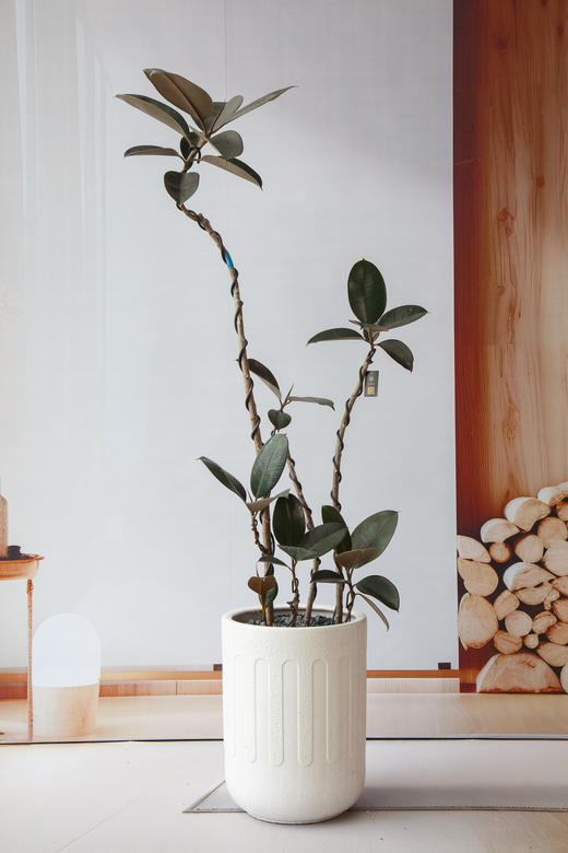 黑金刚 商品图0