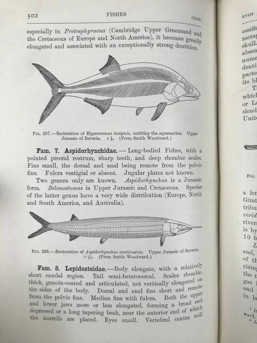 1904年 半索动物/海鞘与蛞蝓动物/鱼类图鉴 440幅插图 漆布精装大32开 商品图7