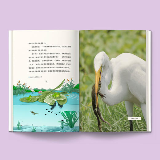 “苗德岁写给孩子的自然科学”3册套装：《人类进化》《生态家园》《奇妙生物》 商品图3