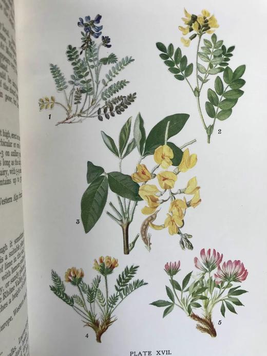 含彩色藏书票！约20世纪早期 欧洲高山植物图鉴 64页彩色插图 漆布精装32开 商品图7