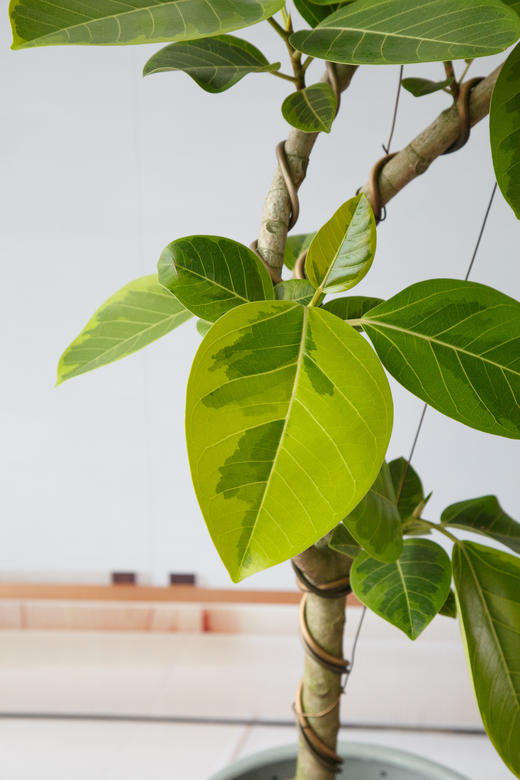 富贵榕 商品图2