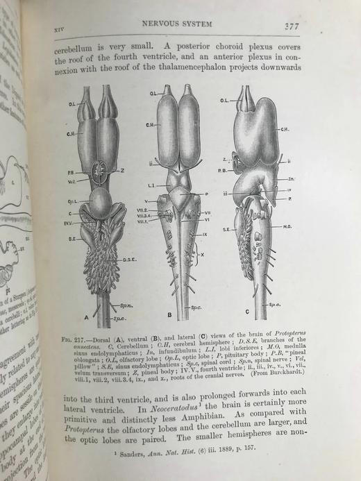 1904年 半索动物/海鞘与蛞蝓动物/鱼类图鉴 440幅插图 漆布精装大32开 商品图12
