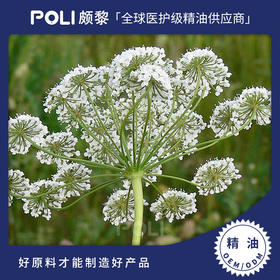 印度进口茴香精油 精油原料配方瓶装 颇黎茴芹单方精油原料