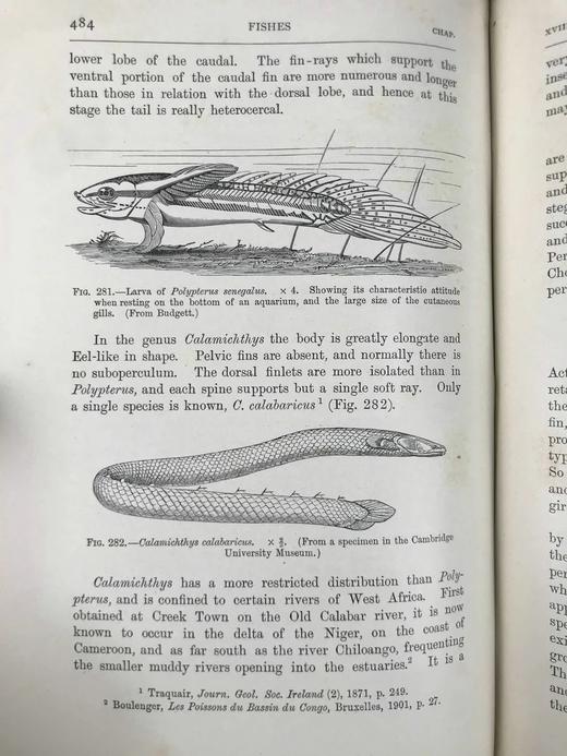 1904年 半索动物/海鞘与蛞蝓动物/鱼类图鉴 440幅插图 漆布精装大32开 商品图8