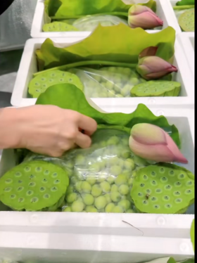 2024年新鲜莲蓬4斤