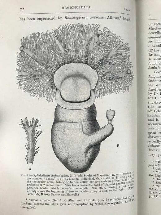 1904年 半索动物/海鞘与蛞蝓动物/鱼类图鉴 440幅插图 漆布精装大32开 商品图6