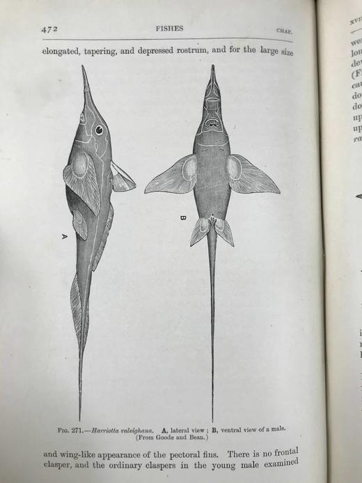 1904年 半索动物/海鞘与蛞蝓动物/鱼类图鉴 440幅插图 漆布精装大32开 商品图9