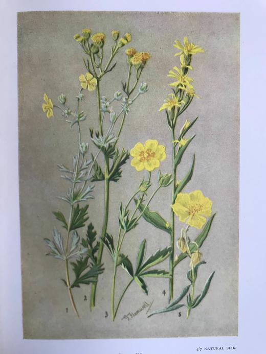 含彩色藏书票！1912年 亚高山植物图鉴 33页彩色插图 漆布精装32开 商品图10