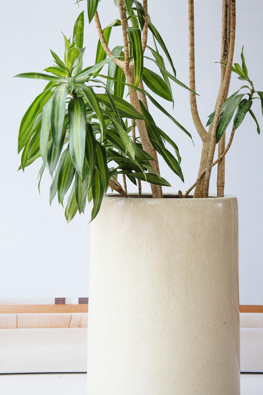 百合竹 商品图1