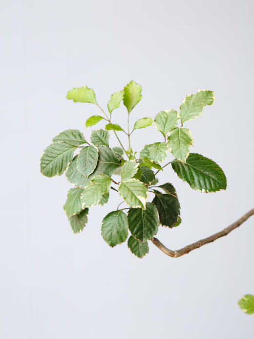 花叶福禄桐 商品图2