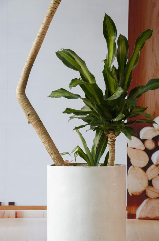 造型巴西木 商品图1