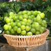 【云南阳光玫瑰】EMS空运 云南高原 阳光玫瑰葡萄 脆甜无籽 香甜多汁 皮薄肉厚 一口爆汁 多种规格任选 商品缩略图5