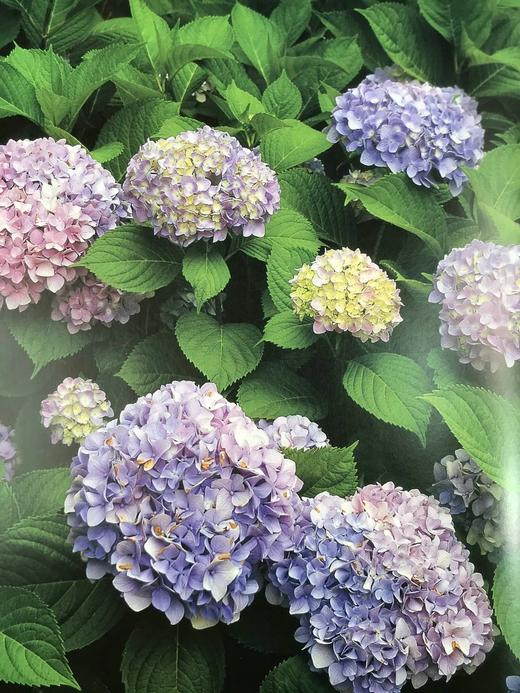 园林植物百科全书 数百幅彩色插图 精装大16开 商品图7