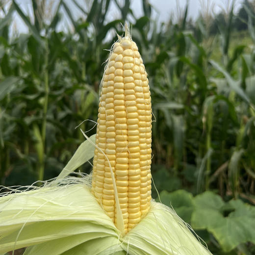 湖南邵阳 生态种植蔬菜 蔬菜包【 红菜苔，白菜苔，西蓝花、白花菜，胡萝卜等】 商品图5