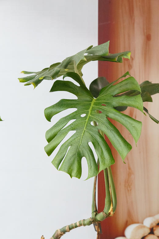 龟背竹 商品图1