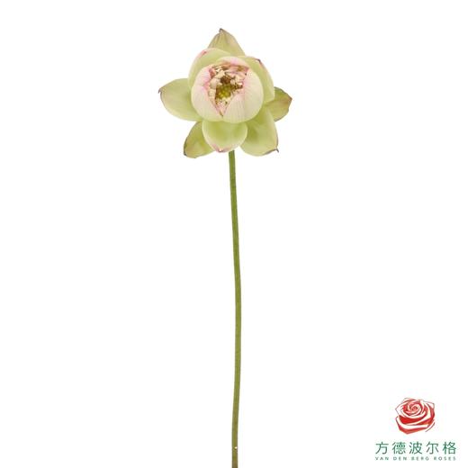 荷花-云雾仙子 5支一扎 商品图1