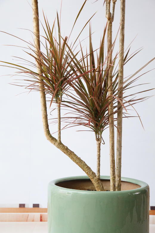 千年木 商品图1