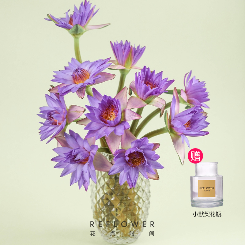 ✨幸运鲜花-紫色睡莲5枝 赠小默契花瓶 | 花友专享