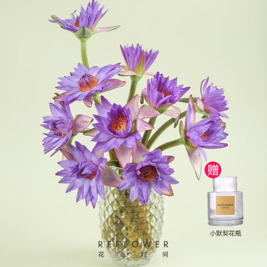 ✨幸运鲜花-紫色睡莲5枝 赠小默契花瓶 | 花友专享 商品图0