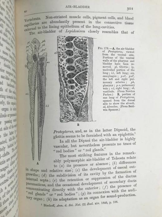 1904年 半索动物/海鞘与蛞蝓动物/鱼类图鉴 440幅插图 漆布精装大32开 商品图13