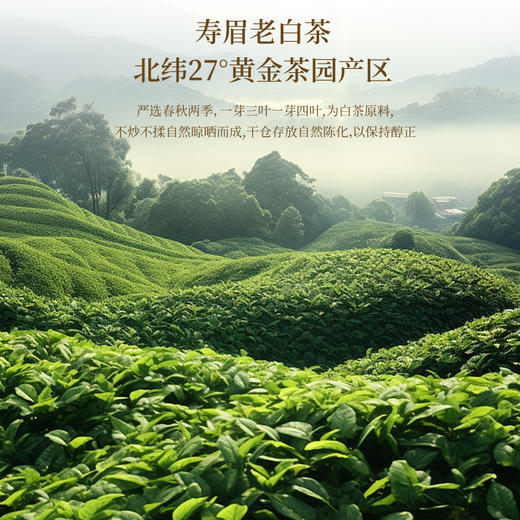 福东海 老陈皮白茶20包 无香精正宗广东老陈皮干寿眉老白茶 独立装袋泡茶茶叶泡水喝 50克 商品图4