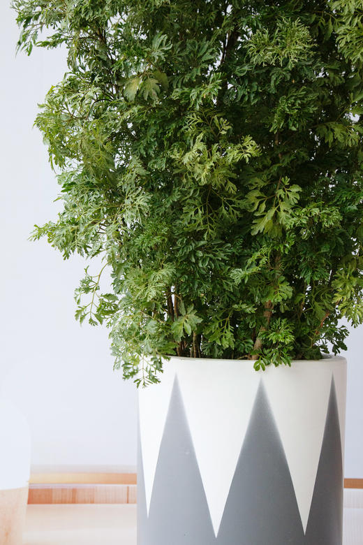 细叶福禄桐 商品图1