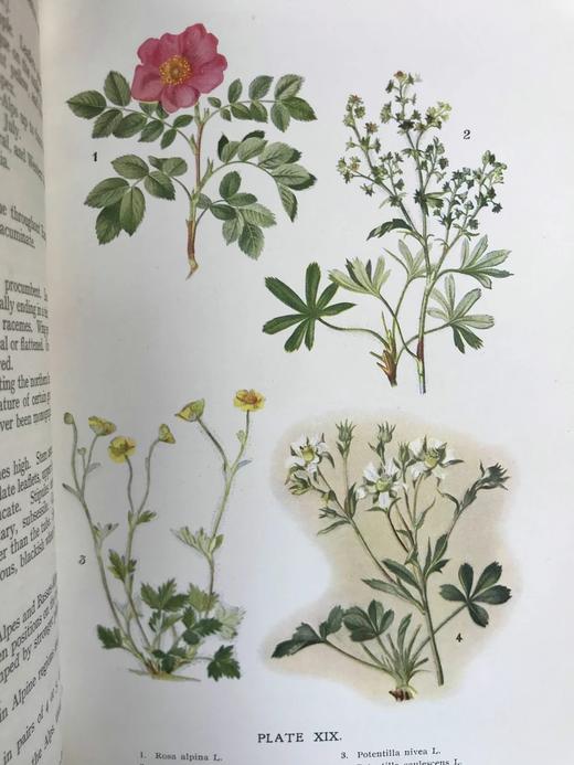 含彩色藏书票！约20世纪早期 欧洲高山植物图鉴 64页彩色插图 漆布精装32开 商品图5