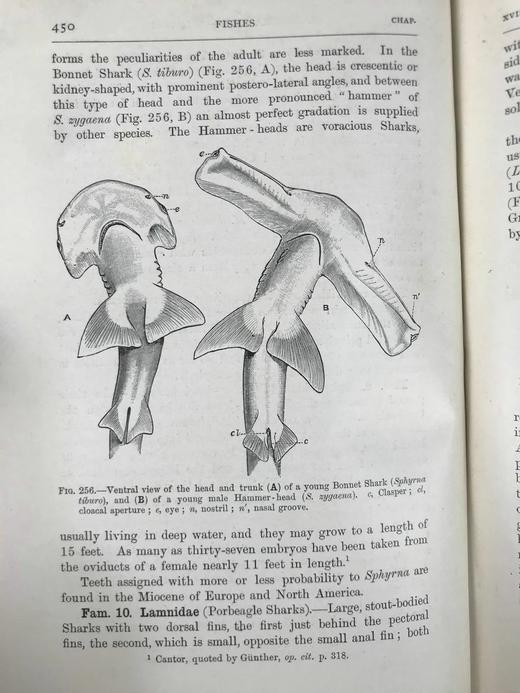 1904年 半索动物/海鞘与蛞蝓动物/鱼类图鉴 440幅插图 漆布精装大32开 商品图11