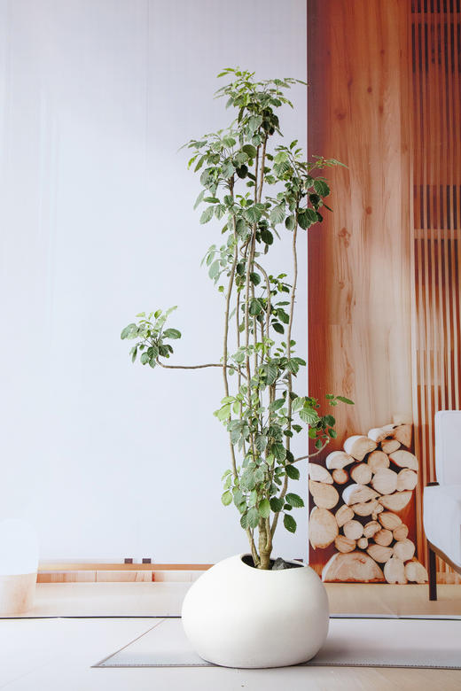 花叶福禄桐 商品图0