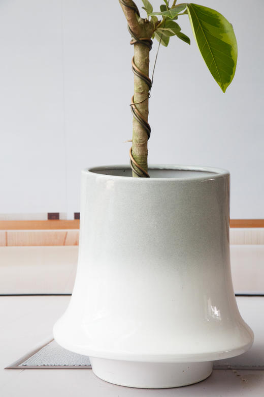 富贵榕 商品图1