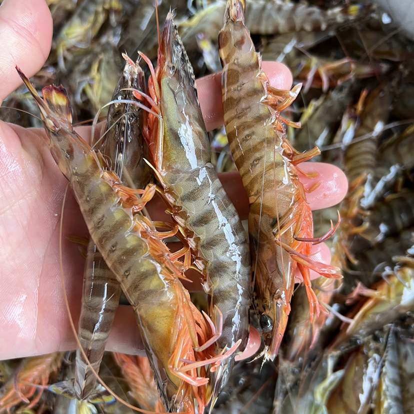 【野生花节虾】/斑节虾,纯野生海捕 船上直接急冻锁鲜 顺丰冷链到家 一份400克