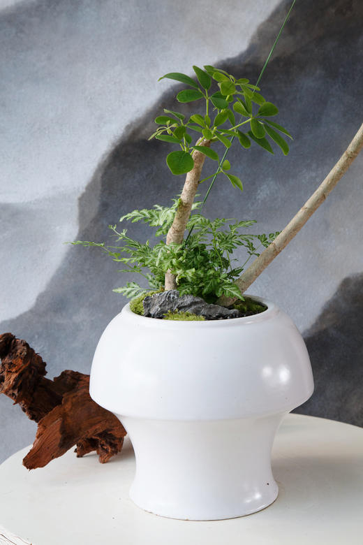 招财树 商品图1