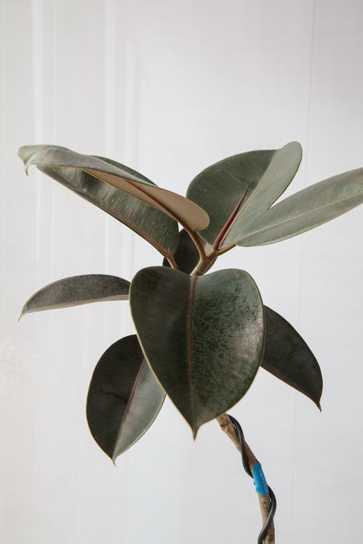 黑金刚 商品图1