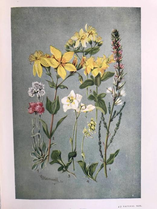 含彩色藏书票！1912年 亚高山植物图鉴 33页彩色插图 漆布精装32开 商品图8