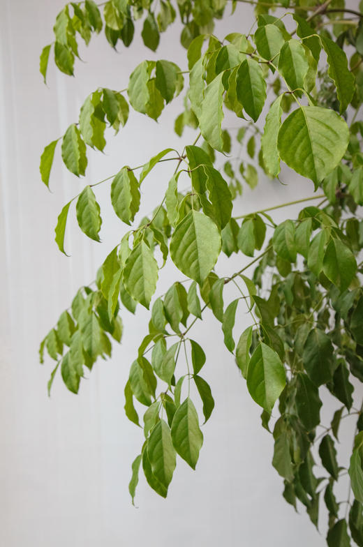 幸福树 商品图2