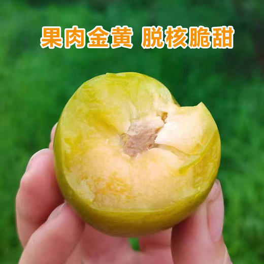 D弥你红蜂糖李 商品图4