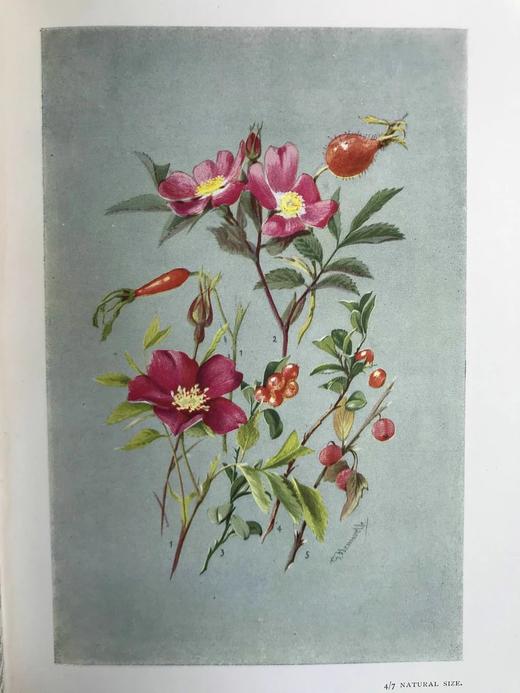 含彩色藏书票！1912年 亚高山植物图鉴 33页彩色插图 漆布精装32开 商品图9