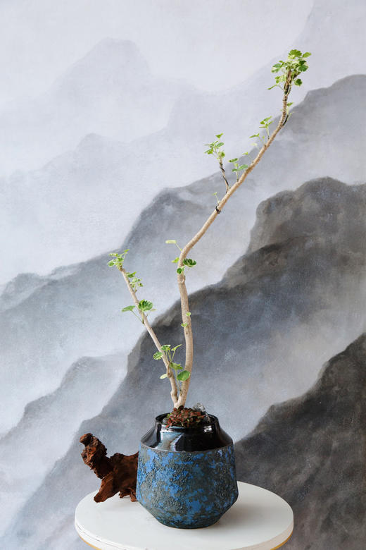 花叶福禄桐 商品图0