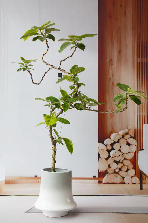 富贵榕 商品图0