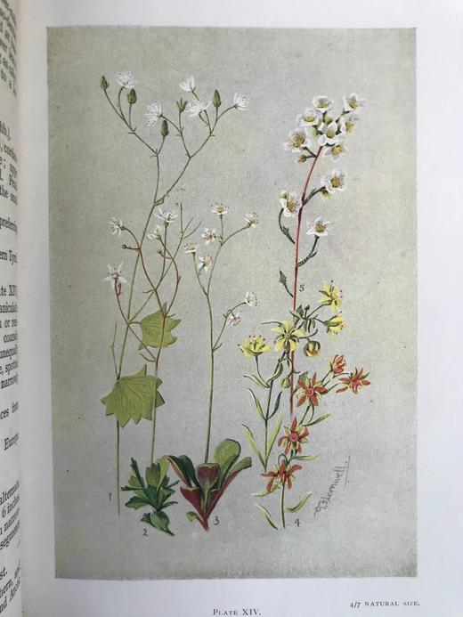 含彩色藏书票！1912年 亚高山植物图鉴 33页彩色插图 漆布精装32开 商品图7