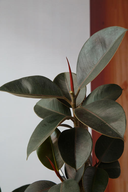 黑金刚 商品图2