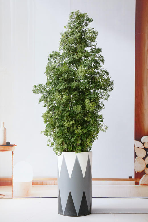 细叶福禄桐 商品图0